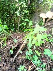 Caloboletus