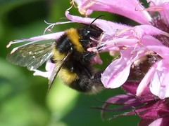 Bombus bohemicus