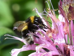 Bombus bohemicus