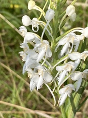 Platanthera blephariglottis blephariglottis