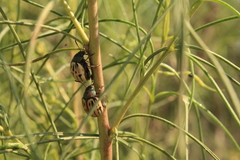 Leptinotarsa lineolata