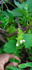 Salvia podadena