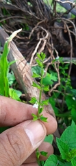 Salvia podadena