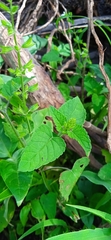 Salvia podadena