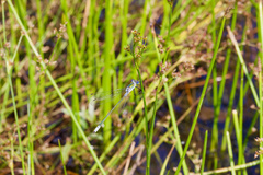 Lestes sponsa