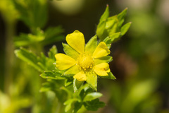 Potentilla supina
