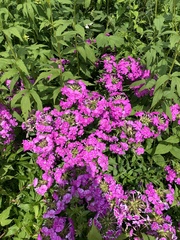 Phlox ovata