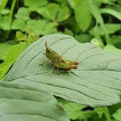 Aiolopus strepens