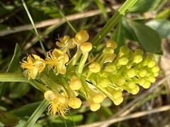 Platanthera × canbyi