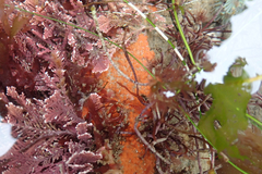 Endectyon hispitumulus