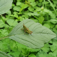 Aiolopus strepens
