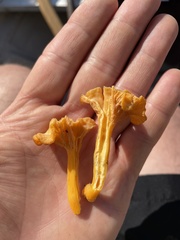 Craterellus lutescens