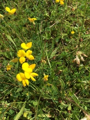 Lotus corniculatus