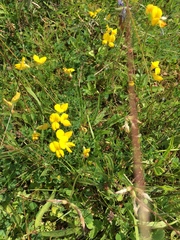 Lotus corniculatus