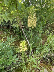 Platanthera × canbyi