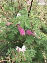 Mimosa dysocarpa