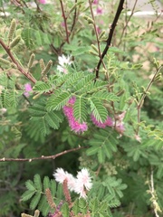Mimosa dysocarpa