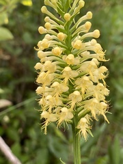 Platanthera × canbyi