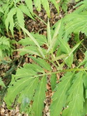Cardamine kitaibelii