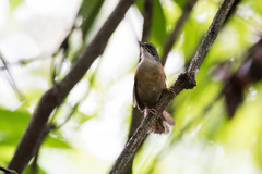 Pheugopedius genibarbis
