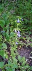 Salvia tehuacana