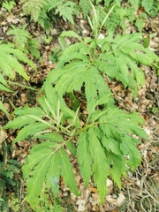 Cardamine kitaibelii
