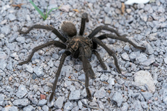 Aphonopelma gabeli
