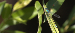 Ischnura damula