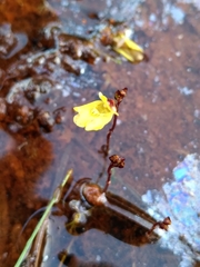 Utricularia minor