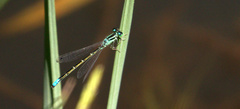 Ischnura damula