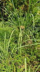 Sorghinae