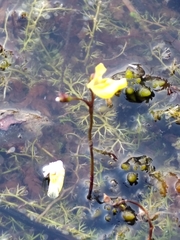 Utricularia minor