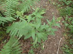 Lysimachia verticillaris