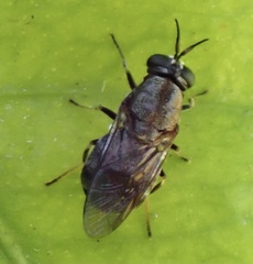 Adoxomyia