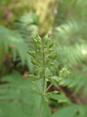 Lysimachia verticillaris