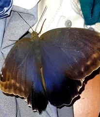 Caligo illioneus illioneus