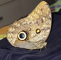 Caligo illioneus illioneus