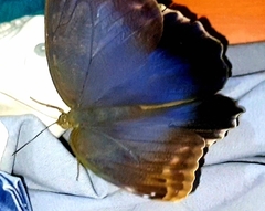 Caligo illioneus illioneus