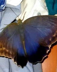 Caligo illioneus illioneus