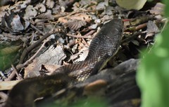 Pantherophis obsoletus