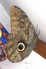 Caligo illioneus illioneus