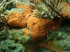 Endectyon hispitumulus