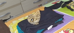 Caligo illioneus illioneus