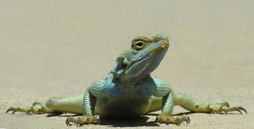 Large-scaled Rock Agama