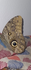Caligo illioneus illioneus