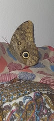 Caligo illioneus illioneus