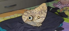 Caligo illioneus illioneus