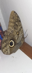 Caligo illioneus illioneus
