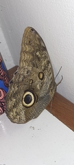 Caligo illioneus illioneus