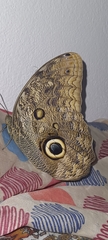 Caligo illioneus illioneus